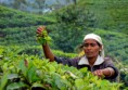 /album/mostra-vite-a-colori/lavoratrici-nelle-piantagioni-di-the-sri-lanka-1-jpg1/